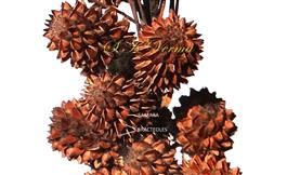  Infructescences